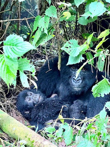 Kenya, Rwanda & Gorillas