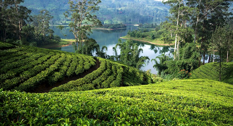Paths of Ceylon (Sri Lanka) 2028